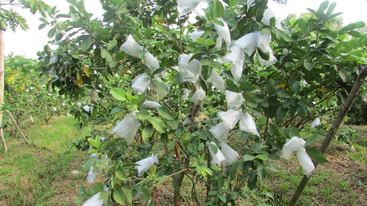 Orchard Fruit Farm Bungalow Phu Quoc Exterior foto