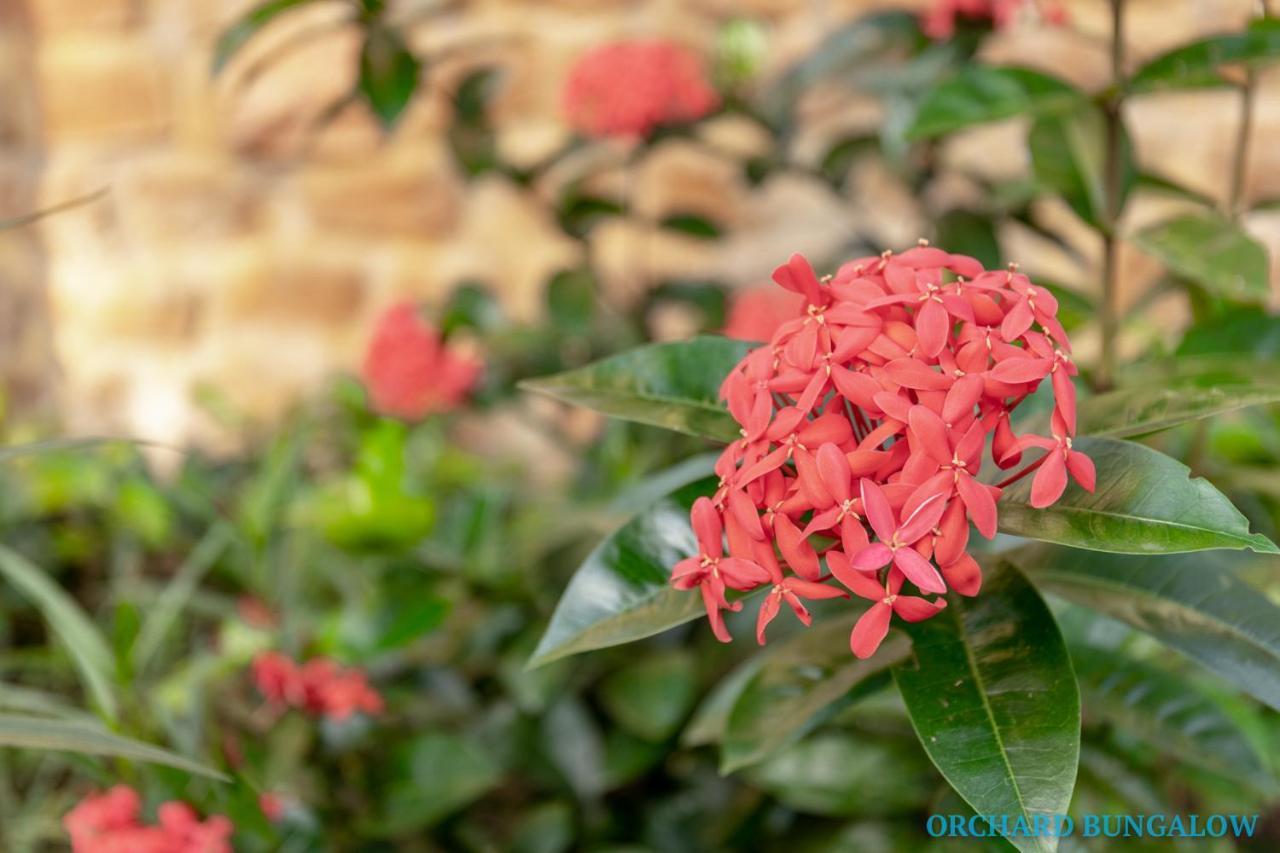 Orchard Fruit Farm Bungalow Phu Quoc Exterior foto